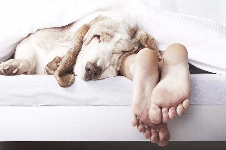 Should the dog clearance sleep in your bed